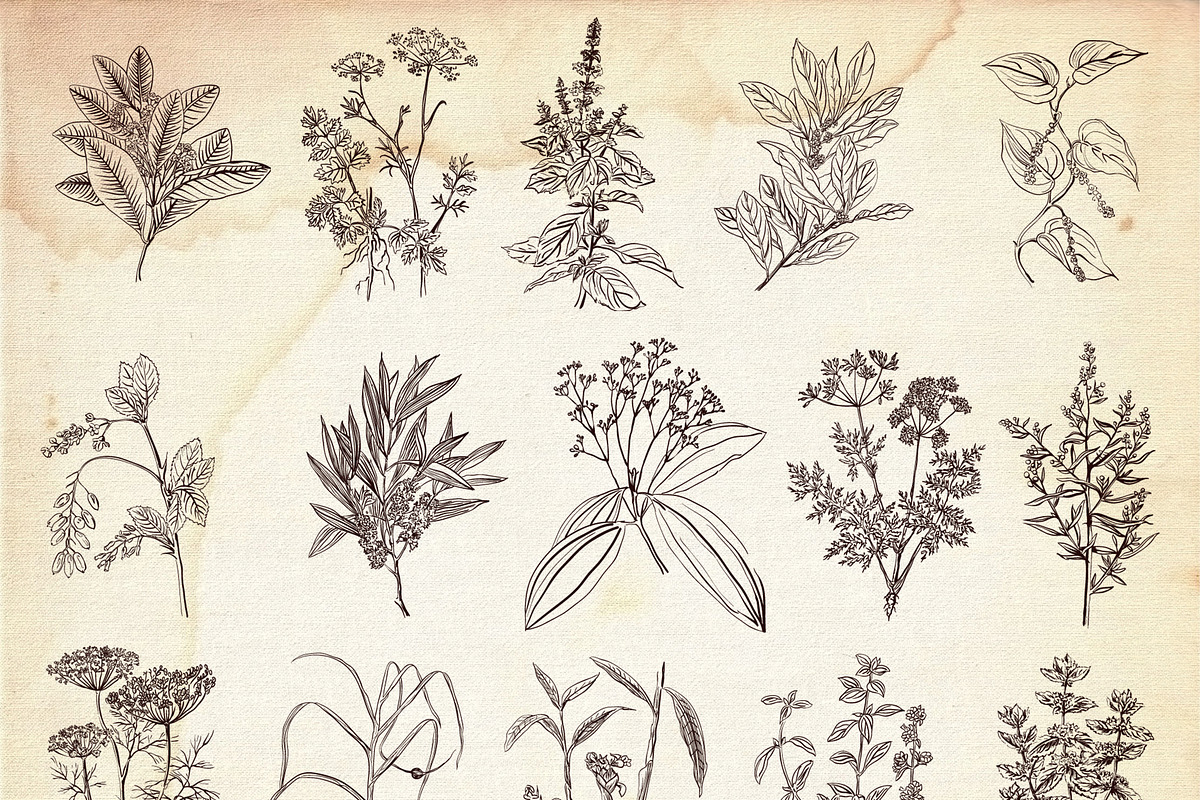 Herbs and spices. Vintage labels set, a Food Illustration by kateja (Photo 7 of 8)