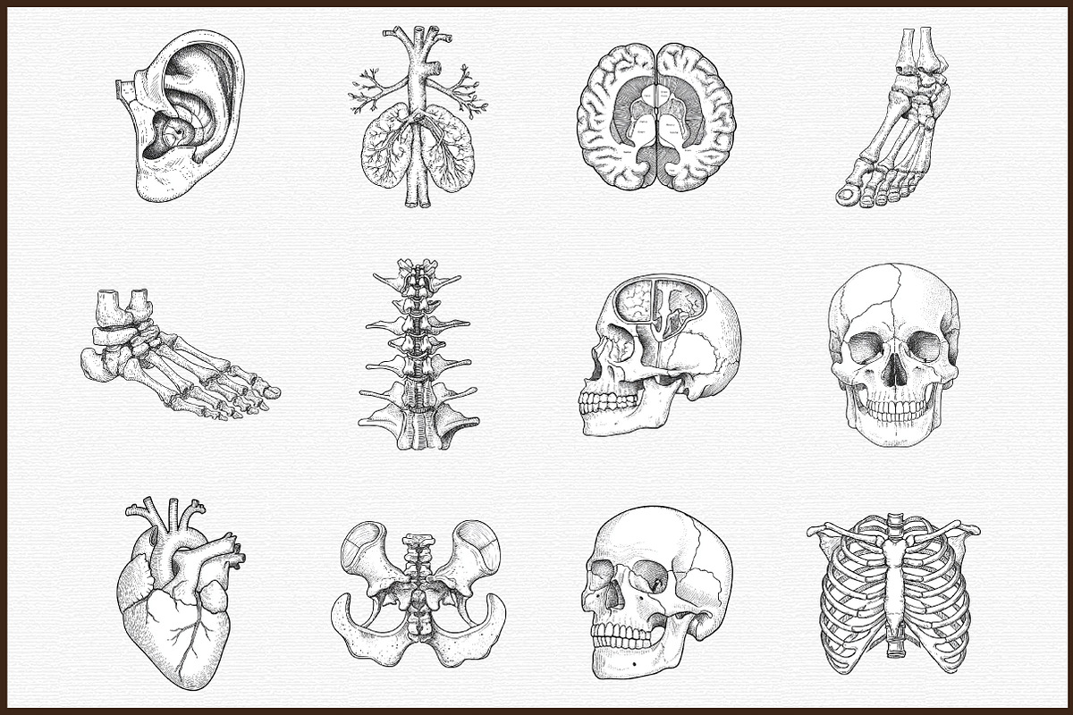 Antique Anatomy Overlays Set, an Illustration by Sublimation Artist (Photo 3 of 6)