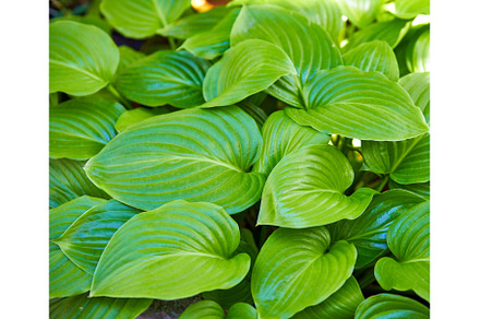 Close up green leaves background, a Nature Photo by Gladkov photography