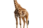 250+ Savannah Animals Photo Bundle, an Animal Photo by Virgo Studio (Thumbnail 2 of 6)