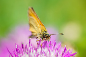 Essex Skipper Resting on Grass, an Animal Photo by AlexBush