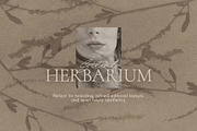 Silent Herbarium Botanical Textures, a Background Graphic by DigARTbyHavroshka (Thumbnail 3 of 11)