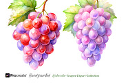 Watercolor Grapes Clipart, an Object Illustration by crafty (Thumbnail 6 of 11)