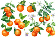 Watercolor fruits clipart, an Illustration by Hanna Hryharenka (Thumbnail 4 of 14)