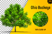 CUT OUT TREES - 60 PCS BUNDLE, a Packaging Mockup by 3DSTORE (Thumbnail 24 of 63)