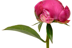 Close-up of unopened bright pink peony bud with green leaves, is, a Nature Photo by ndanko