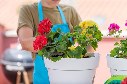 Home gardening. Hands with gloves planted a flowers in a pot., a Person Photo by RF Images