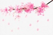 Sakura – watercolor graphic elements, an Illustration by ARTVracovska (Thumbnail 3 of 5)