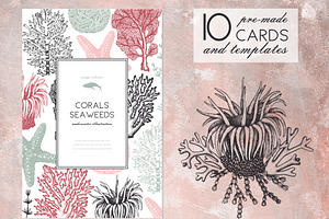 Vector Seaweeds Collection