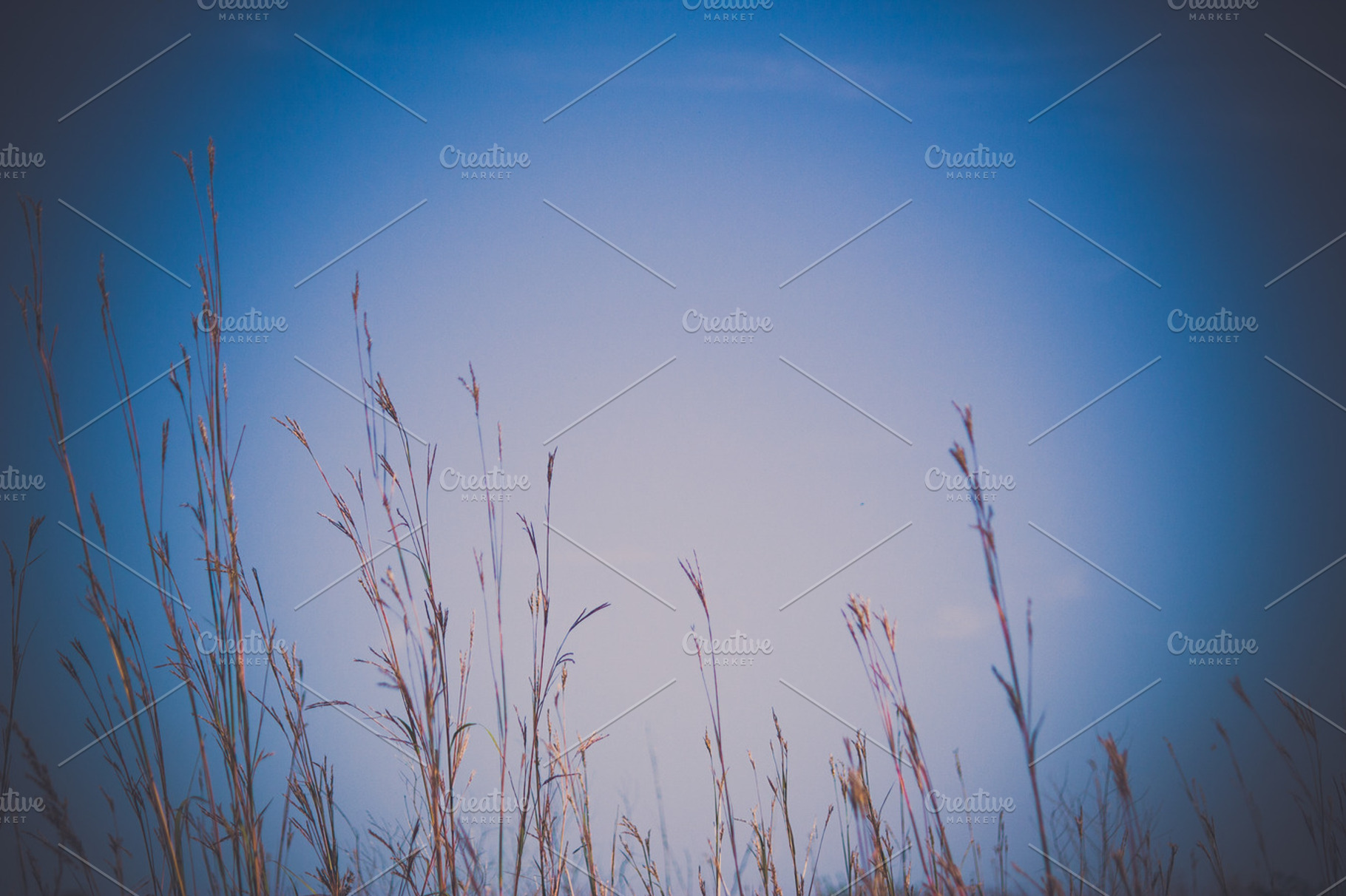 Prairie Grass, a Nature Photo by Taylor Cole