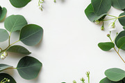99 Frames of green leaves, a Nature Photo by Handmadefont (Thumbnail 43 of 100)