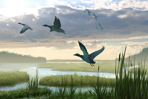 Ducks