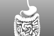 Human internal organs, a Characters & Person 3D Model by konstantin.ermolaev (Thumbnail 33 of 46)
