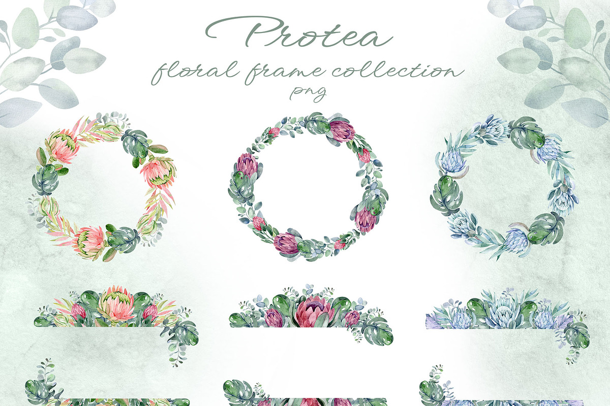 PROTEA watercolor flowers clipart, an Illustration by LenArt (Photo 5 of 16)