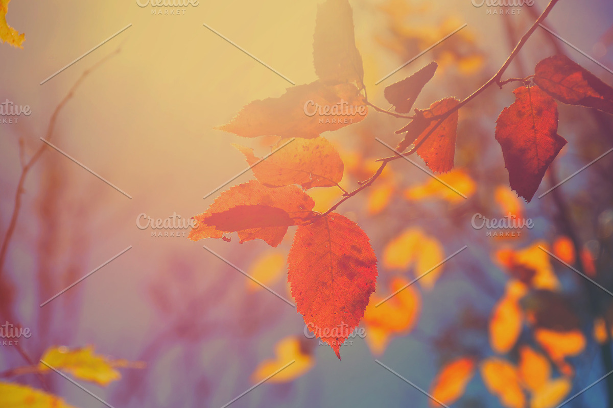 Hazy Sunlit Autumn Leaves, a Nature Photo by Vanilla Extinction (Photo 2 of 2)