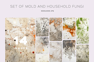 Set Of Mold And Household Fungi