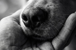 Human Hand Gently Touching Dog, an Animal Photo by Virgo Studio