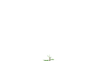 Fir Tree - Animation Of Growth