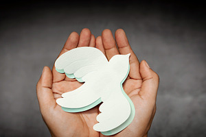 Hands Holding a White Paper Dove. Sign of Peace and New Beginnin, a Person Photo by salmon.black