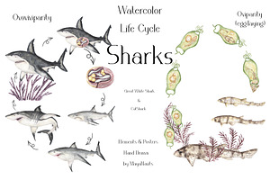 Watercolor Sharks Life Cycle Set