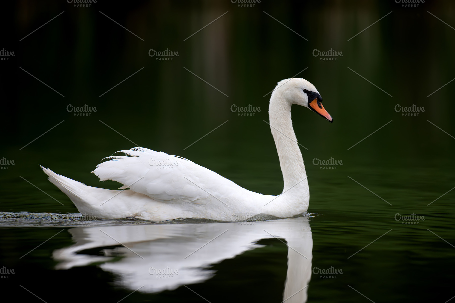 White swan resting on dark water background. Elegant bird portra, an Animal Photo by Byrdyak