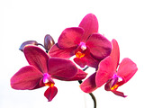 Orchid Flower Stock Bundle, a Nature Photo by r.r.palacios (Thumbnail 5 of 11)