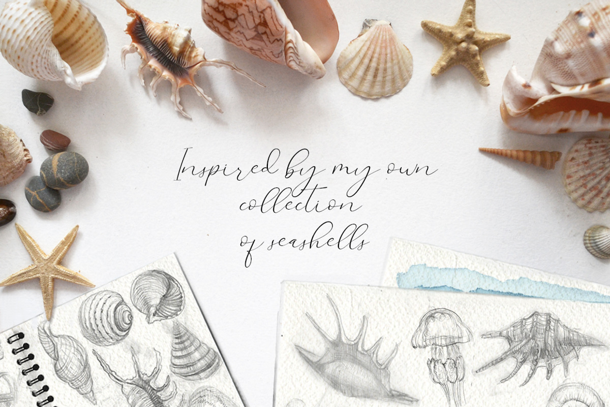 Sea Shells Collection, a Food Illustration by Aquatinta (Photo 3 of 9)