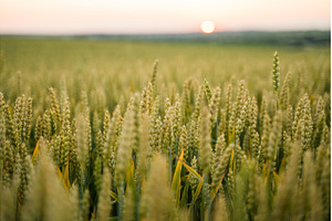 Wheat field showing ripening grain, a Nature Photo by volodymyrshtun13795