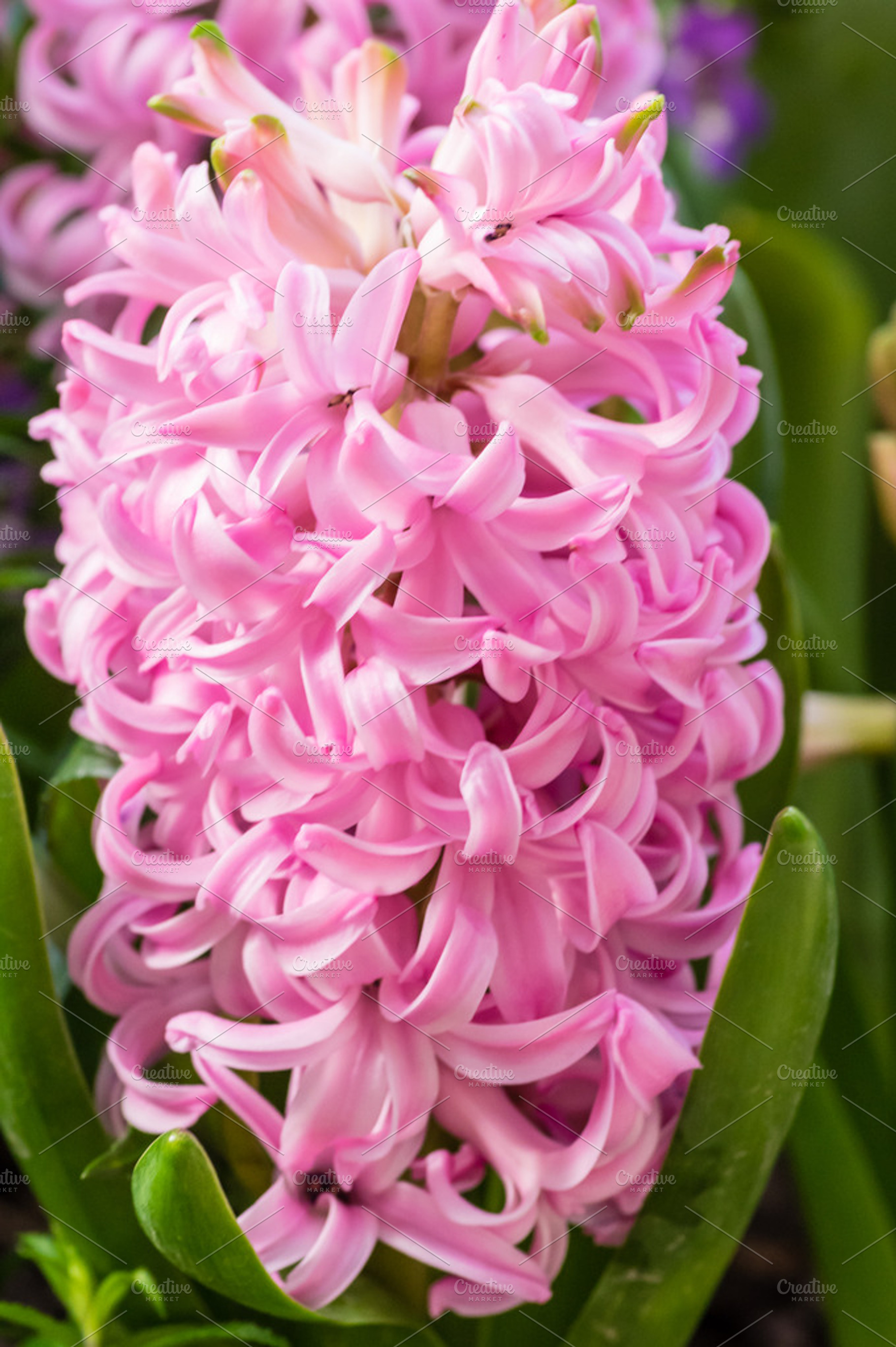 Pink Hyacinth Flower In Full Bloom