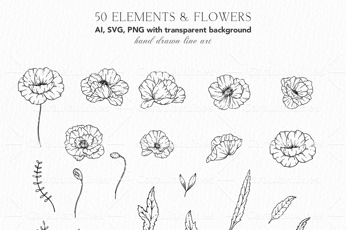 Poppy Line Art, an Object Graphic by CaraulanStore (Photo 5 of 6)