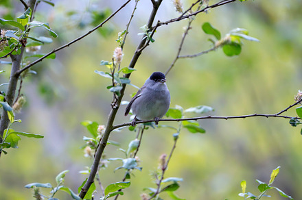 Male blackcap perched in a tree in spring., an Animal Photo by CreativePhotoSpain