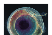 Soma Co. Biomorphic Solargrams, an Education Illustration by milatovar (Thumbnail 6 of 19)
