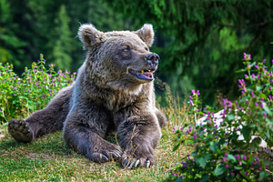 Bear