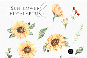 Sunflower And Eucalyptus