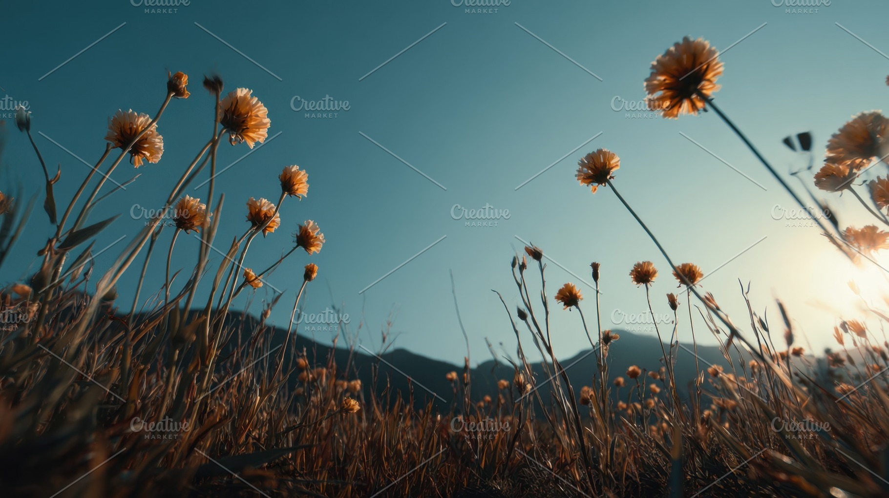 Flowers grow in the field at sunset, a Photo by Beautiful things