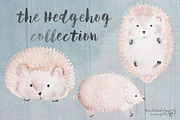 Watercolor Hedgehog Digital Graphics, an Animal Illustration by WeLivedHappilyEverAfter (Thumbnail 2 of 4)