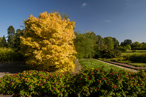 Bright yellow autumn tree stands prominently near a green hedge, a Nature Photo by Imaginarium