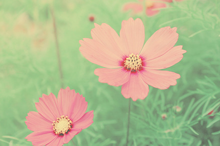 Flower Background Stock Photo Containing Colorful And Flower preview 6