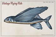 Flying Fish Vector Illustration, an Animal Illustration by Kusumaillustration (Thumbnail 1 of 6)