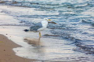 Seagull standing at the water’s edge on a sandy beach with gentle waves, perf, an Animal Photo by Ales Munt