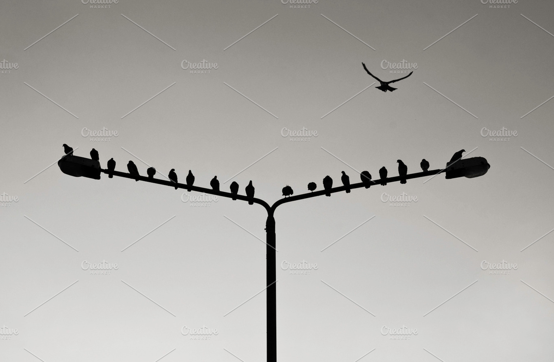 Birds stock photo containing bird and birds