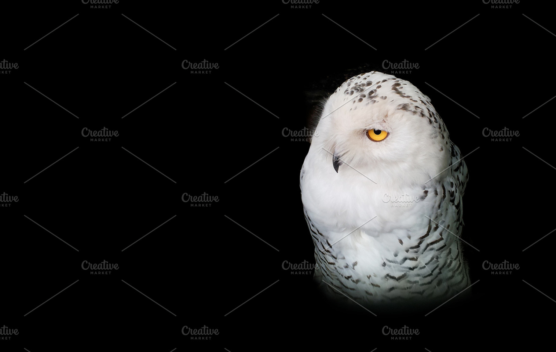 Snow Owl