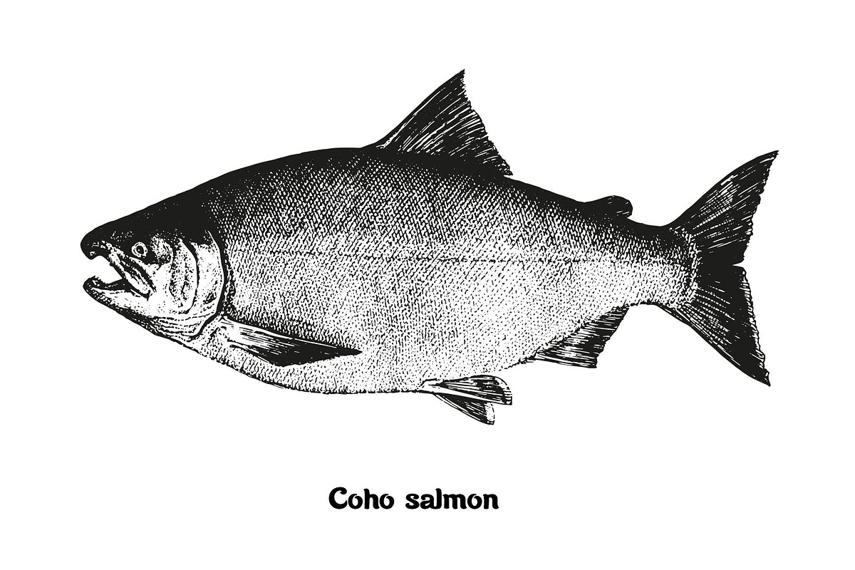 Fish collection, part 2, a Food Illustration by ZotovShop (Photo 8 of 11)