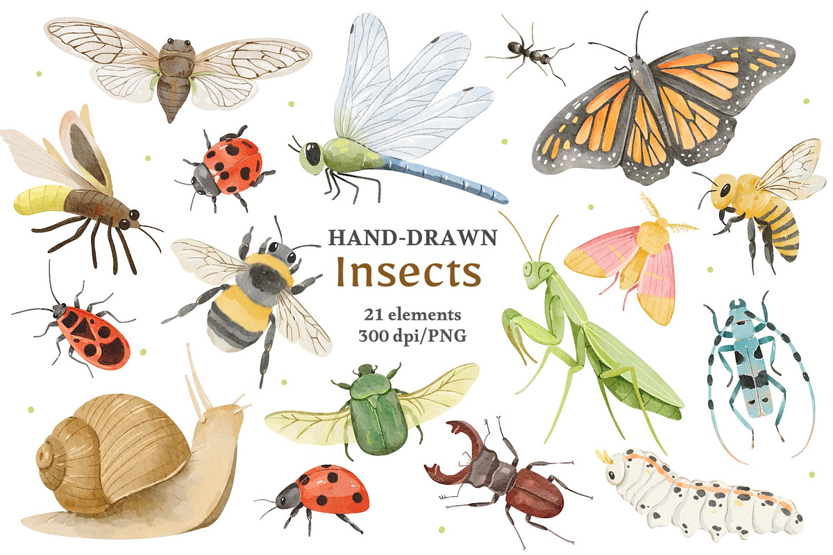 Watercolor Insects & Bugs Clipart, an Animal Illustration by ArtGiftsStudio (Photo 1 of 4)