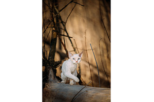 Sweet Devon Rex Cat Funny Curious, an Animal Photo by Our Amazing World