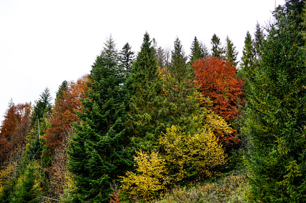 Autumn forest featuring autumn, scene, and forest
