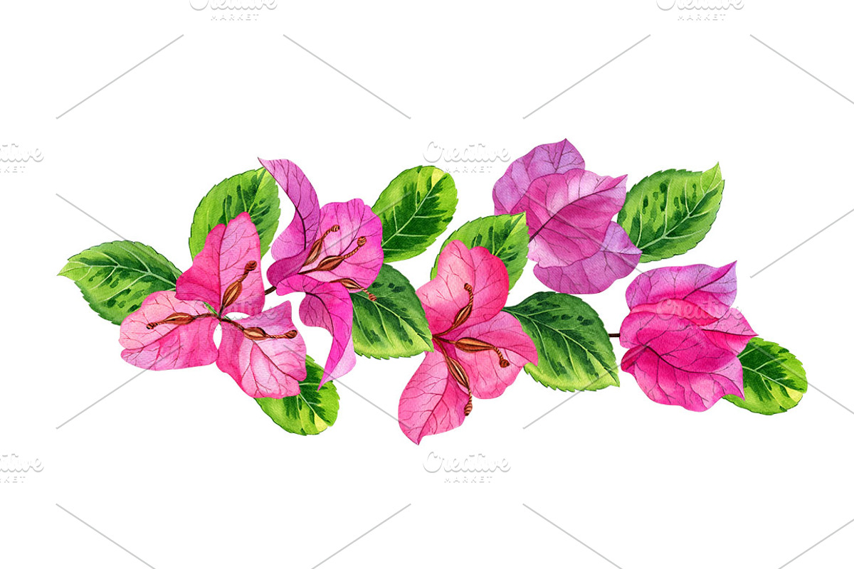 Bougainvillea flowers, a Decorative Illustration by Watercolor life (Photo 3 of 4)