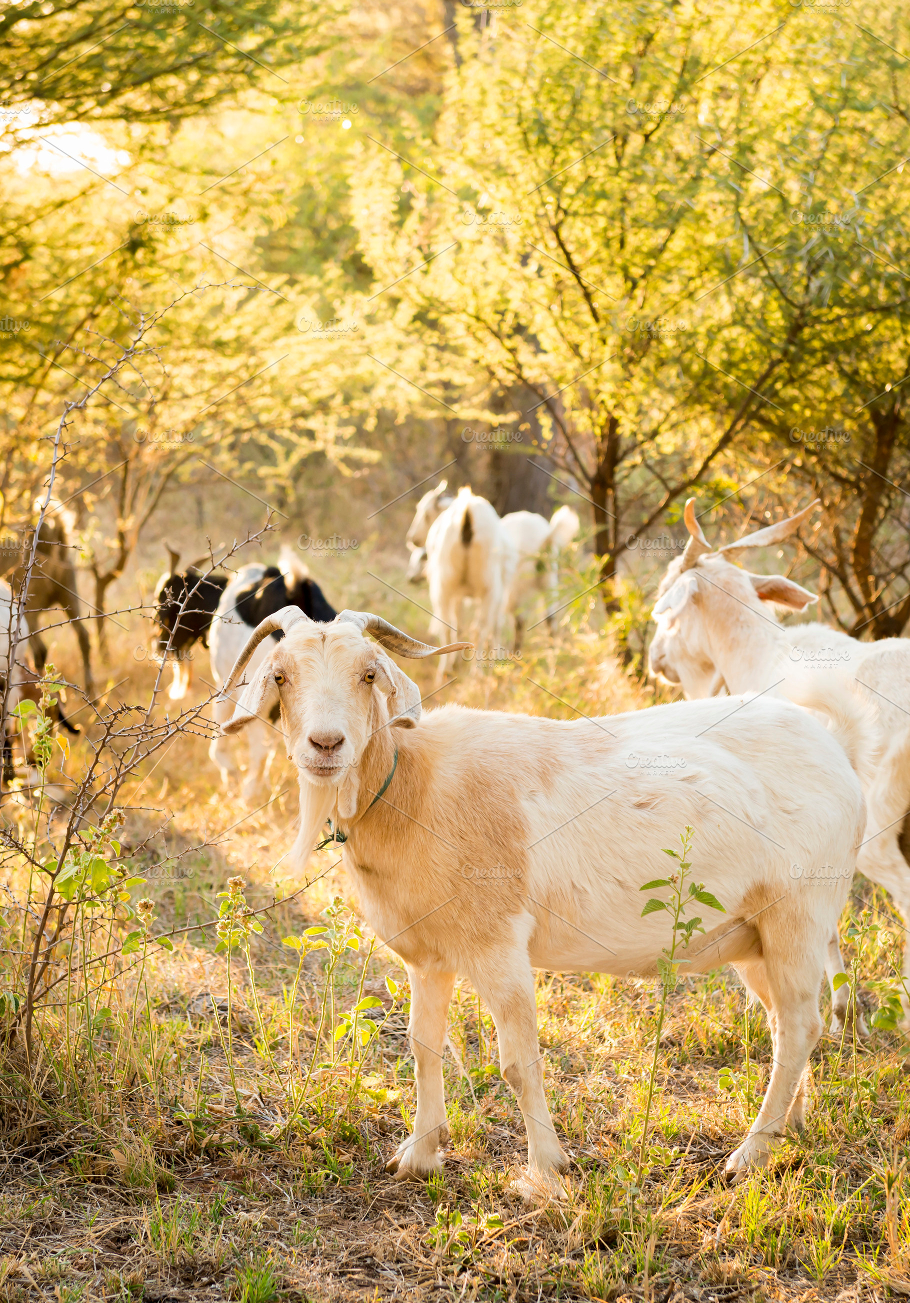 Goats, an Animal Photo by THP Creative