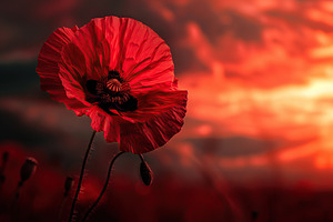 Single red poppy flower on field, a Nature Photo by AlyaAnd