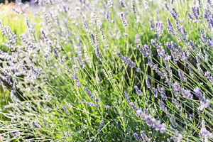Blue lavender flowers in the summer meadow